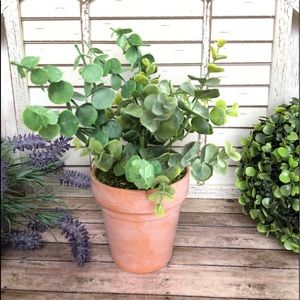 Home Decor Eucalyptus in Planter